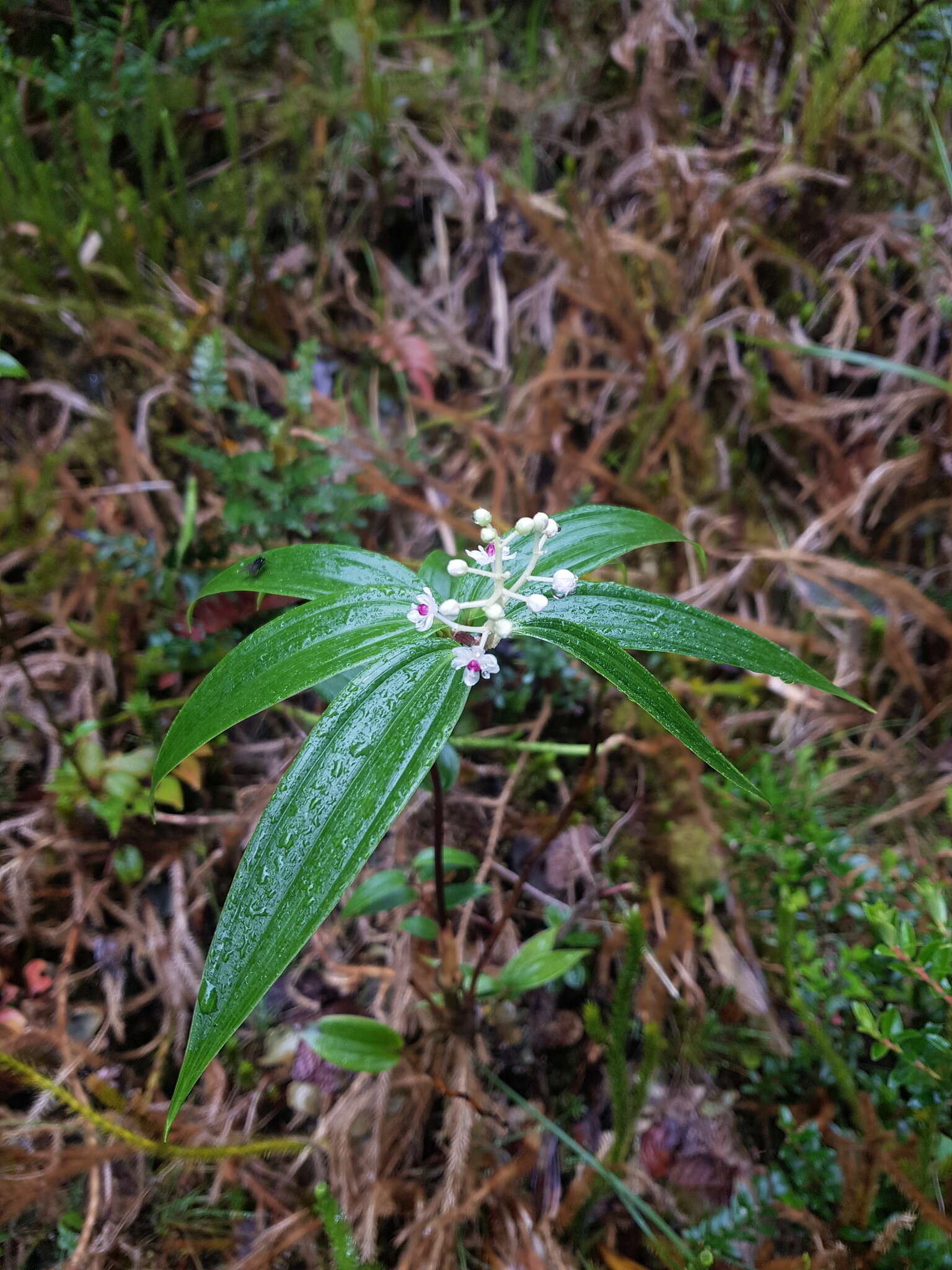 Image de Maianthemum paniculatum (M. Martens & Galeotti) La Frankie