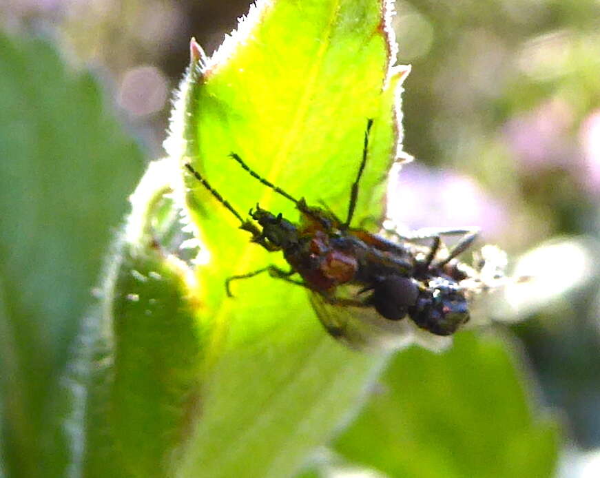 Image of Dilophus strigilatus McAtee 1922