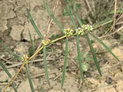 Imagem de Euphorbia bifida Hook. & Arn.