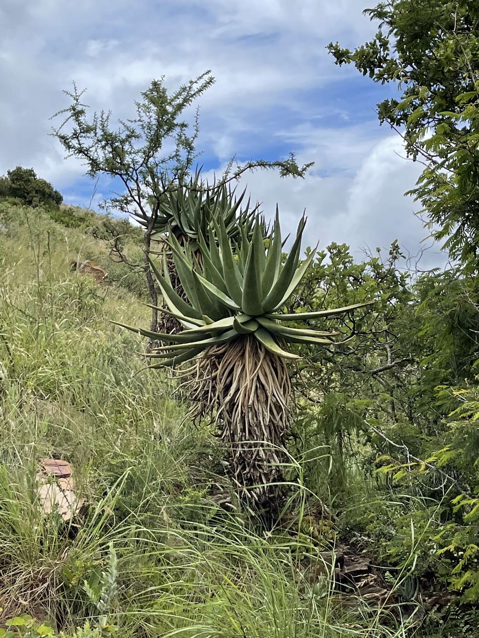 Plancia ëd Aloe castanea Schönland