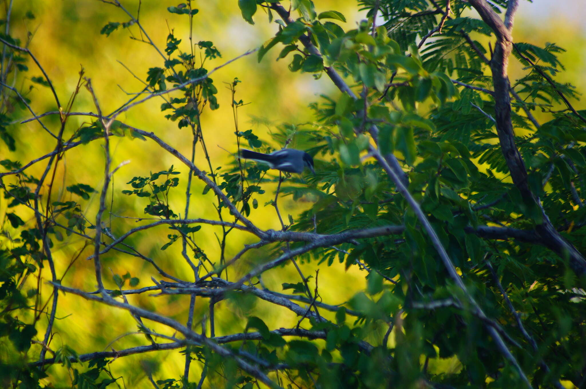 Image of White-lored Gnatcatcher