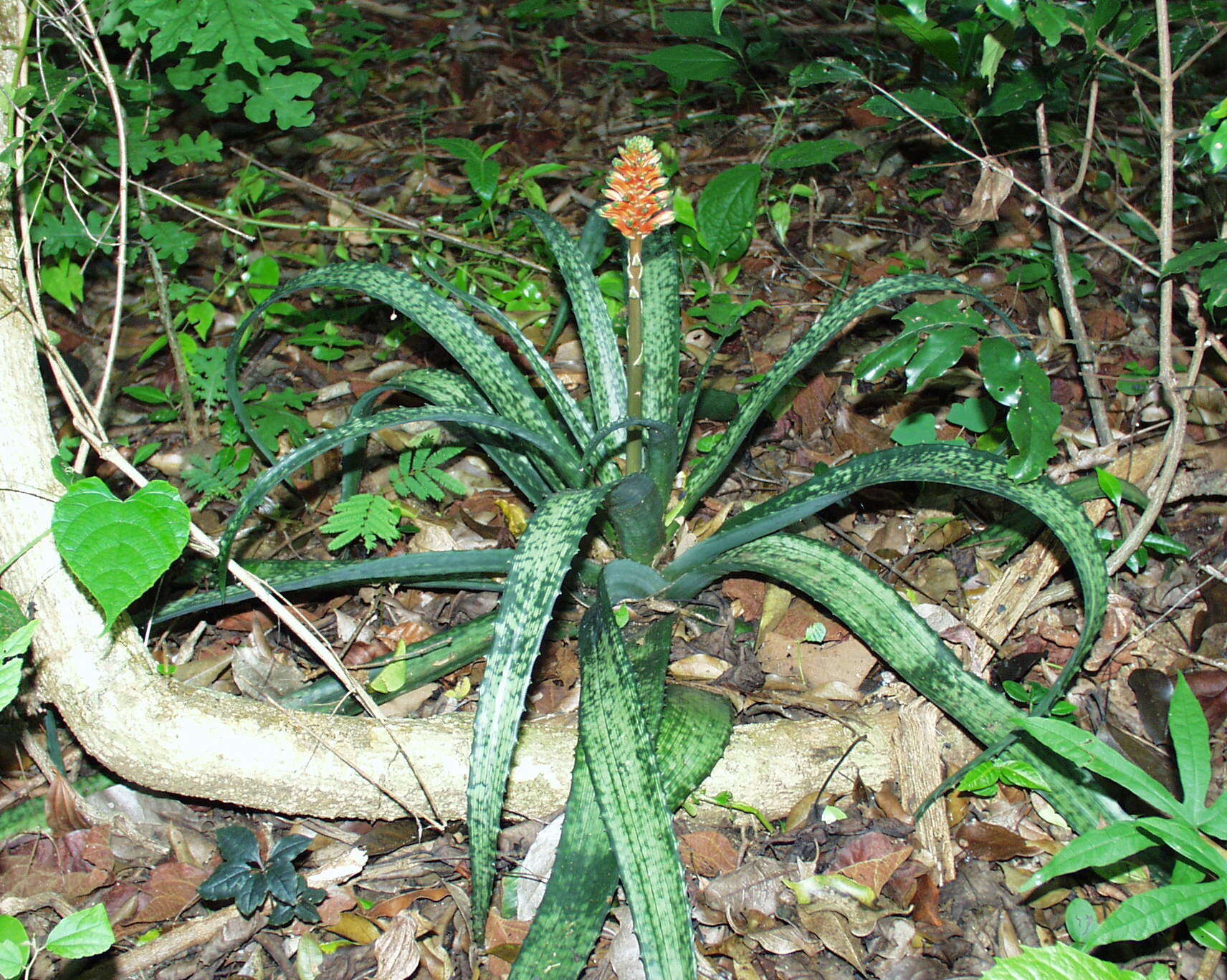 Image of Aloe ankaranensis Rauh & Mangelsdorff