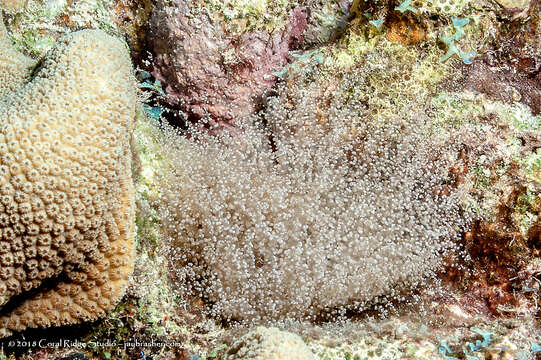 Image of Atlantic beaded anemone