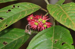 Imagem de Clerodendrum deflexum Wall.