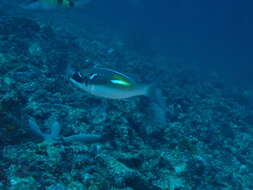 Image of Blue-stripe spinecheek