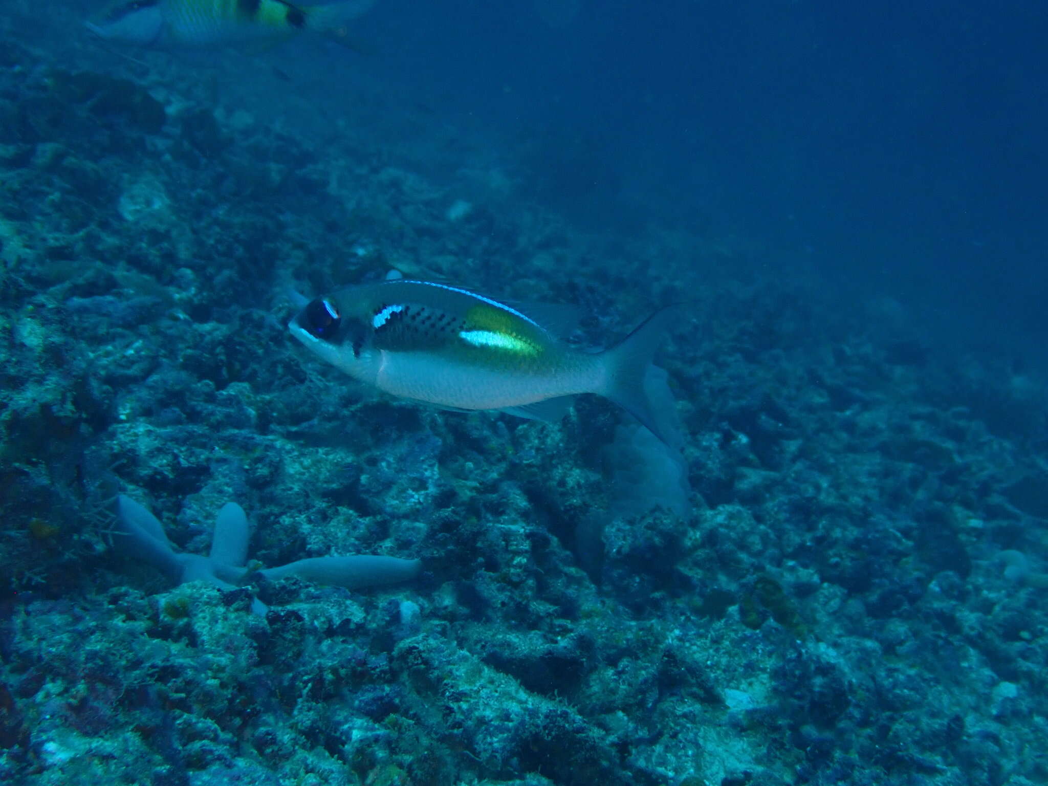 Image of Blue-stripe spinecheek