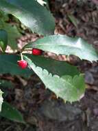 صورة Ardisia cornudentata Mez