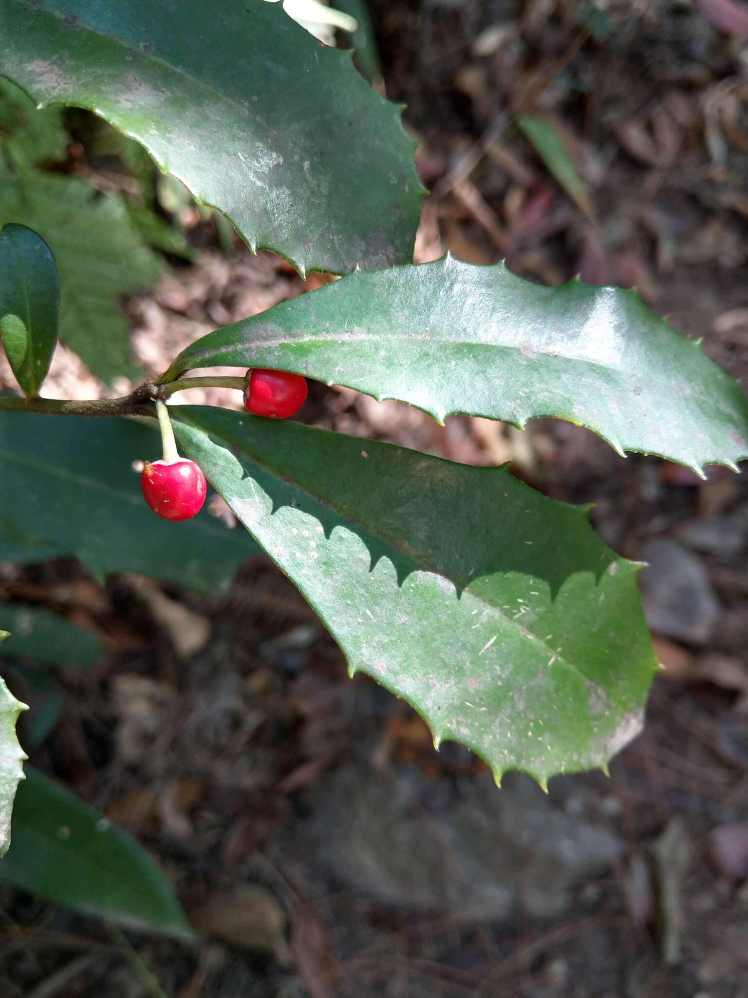 صورة Ardisia cornudentata Mez