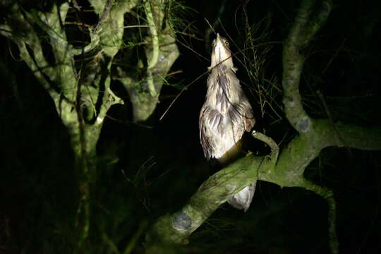 Image of Japanese Night Heron