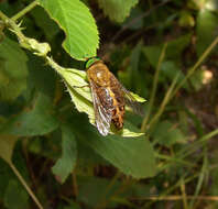 صورة Tabanus pallidescens Philip 1936