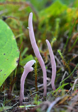 Image of Clavaria incarnata Weinm. 1836