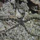 صورة Ophiarachnella macracantha H. L. Clark 1909