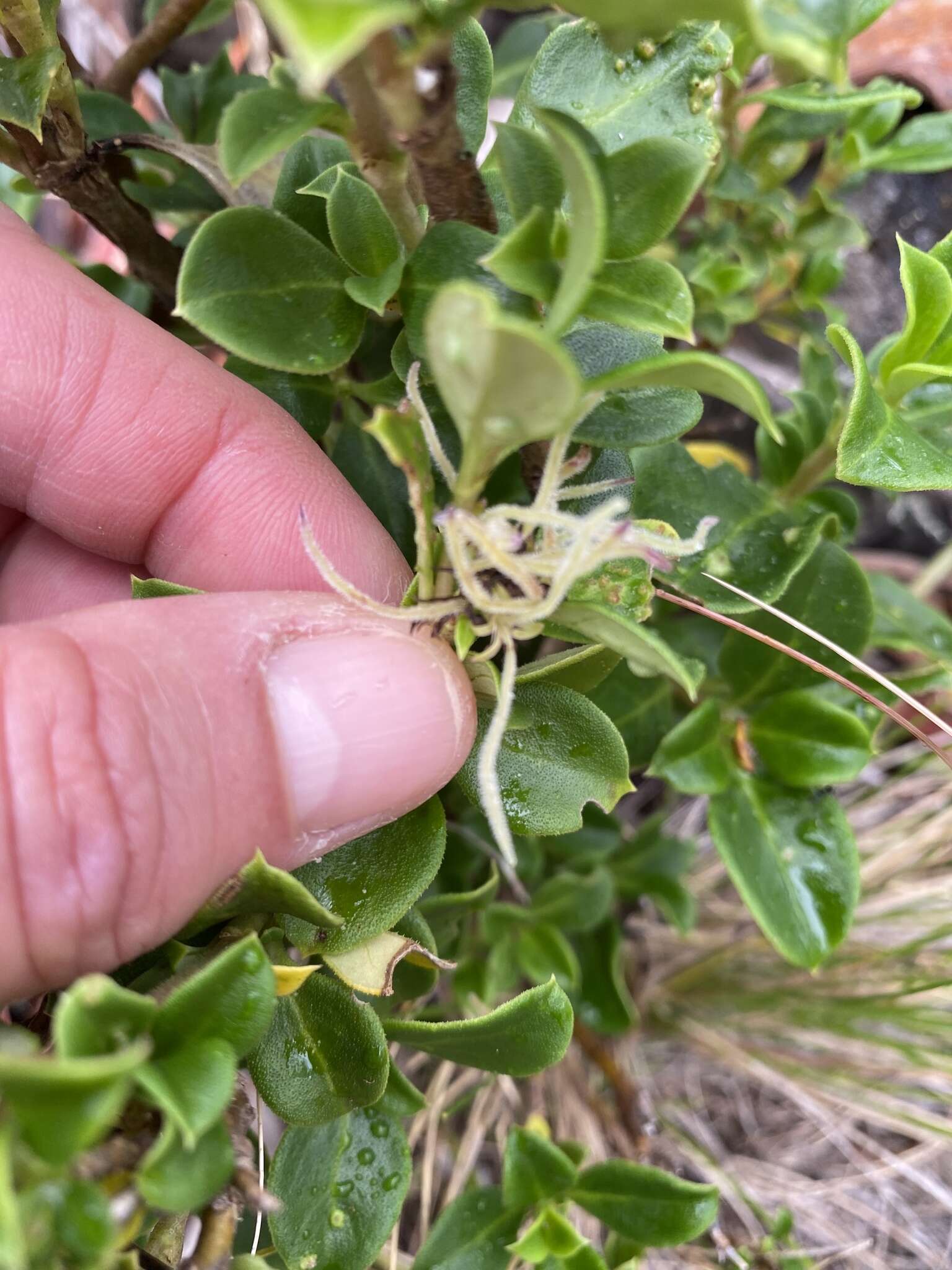 Image of Coprosma hirtella Labill.