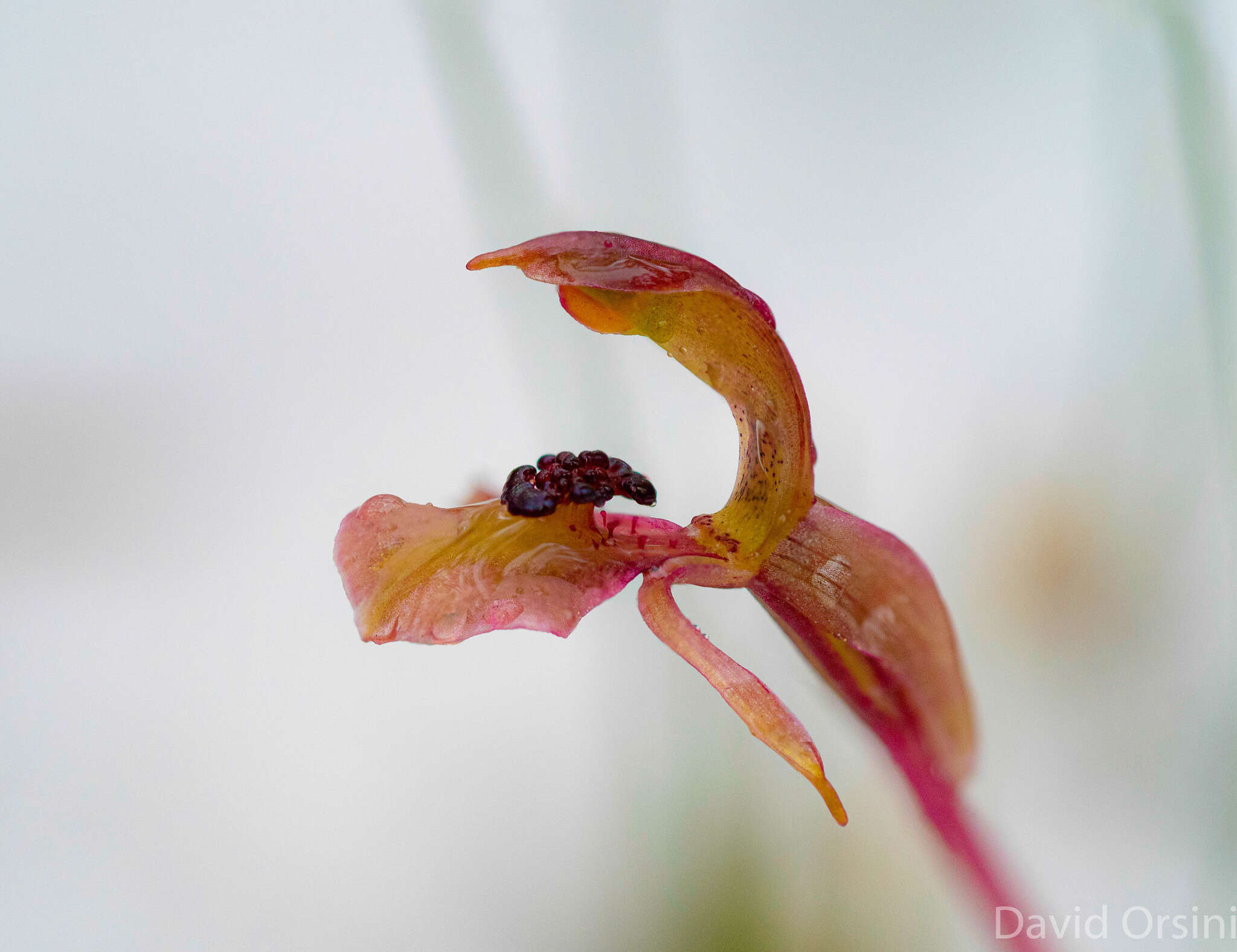 Image of Broad-Lip bird orchid
