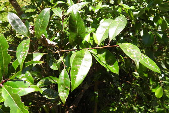 Слика од Ilex lonicerifolia var. matsudai (Yamam.) Yamam.