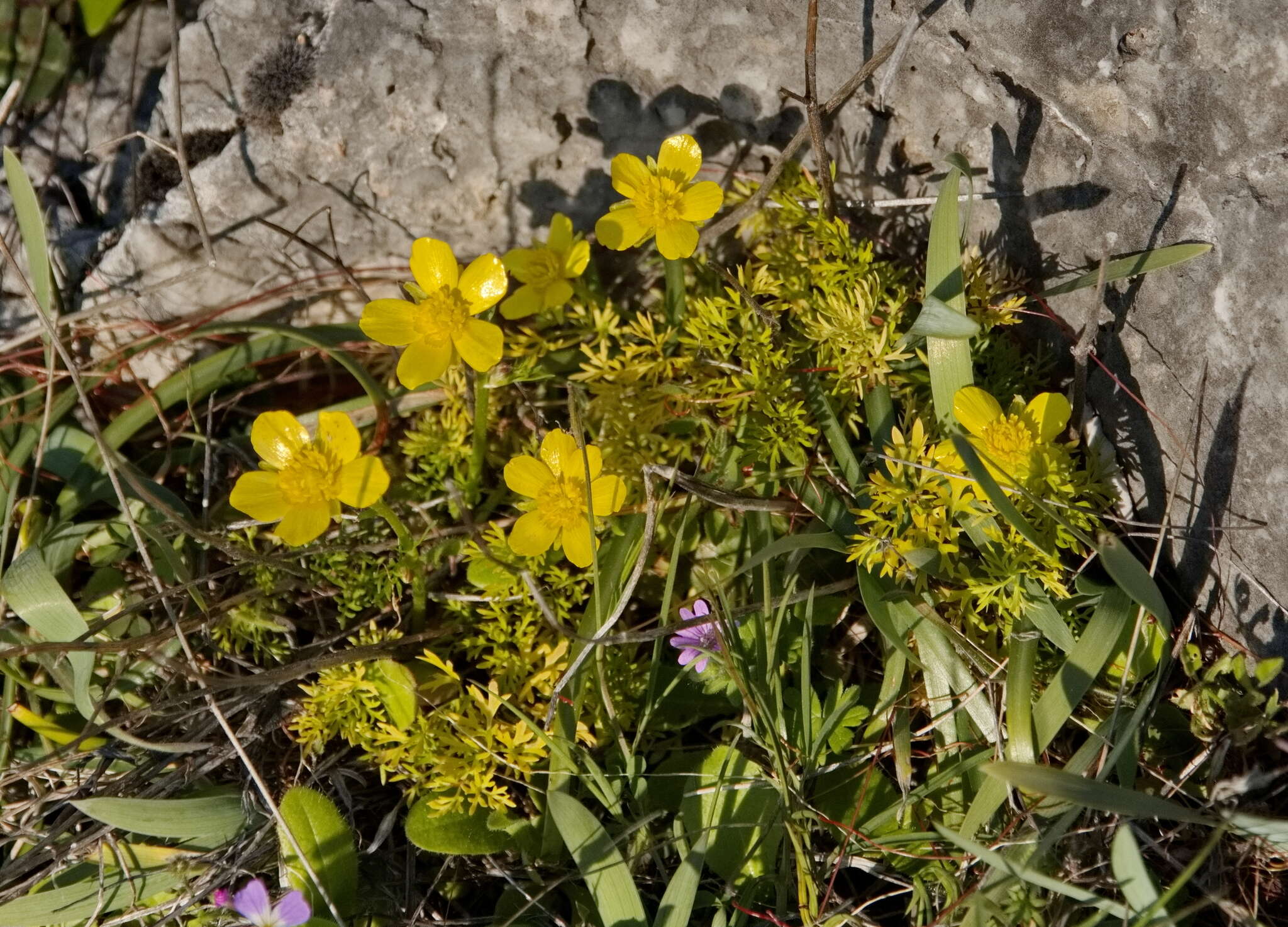 Image of Ranunculus millefoliatus Vahl