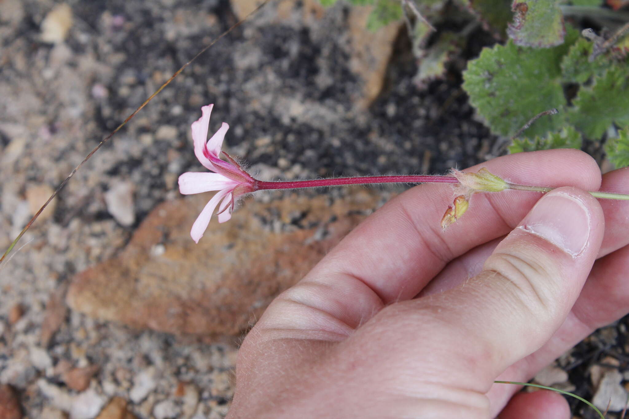 Image of Pelargonium alpinum Eckl. & Zeyh.