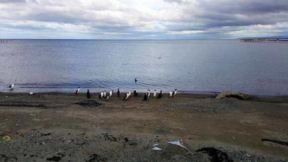 Image of Imperial Shag