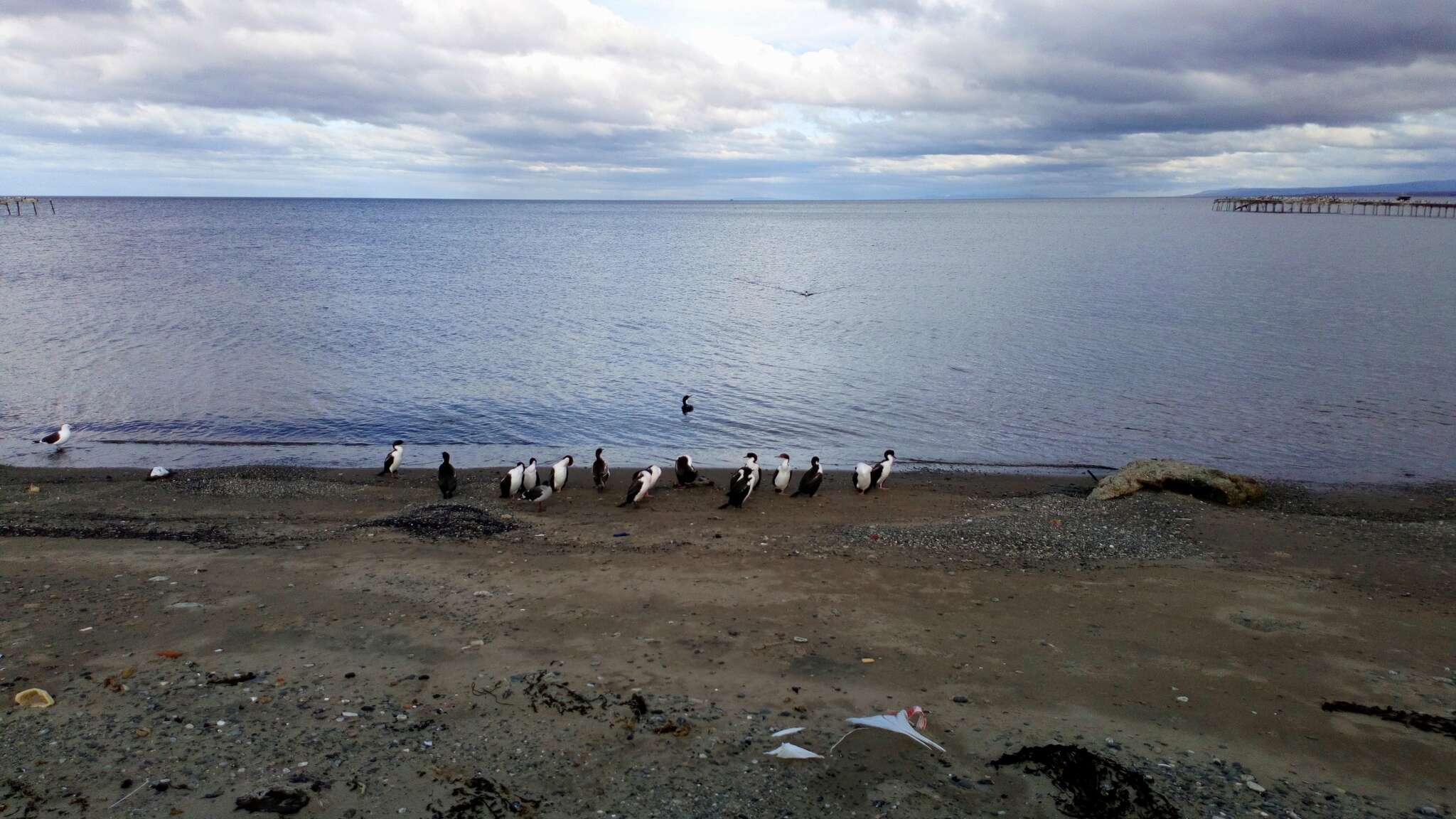 Image of Imperial Shag