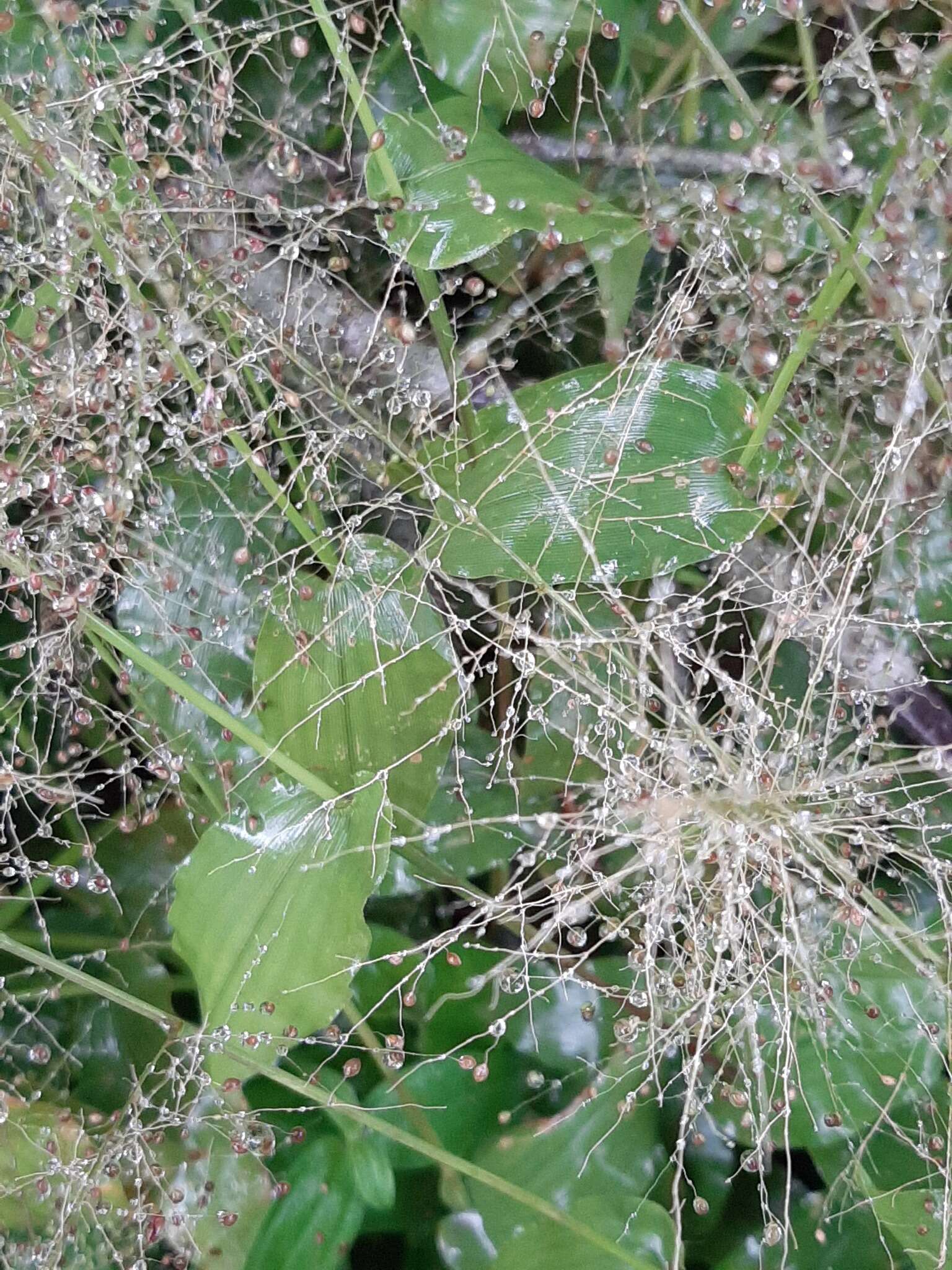 Image of Panicum brevifolium L.