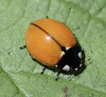 Image of California Lady Beetle