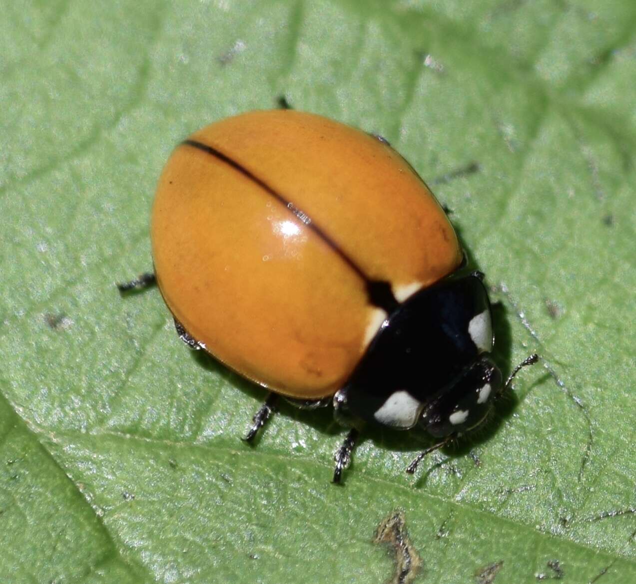 Imagem de Coccinella californica Mannerheim 1843