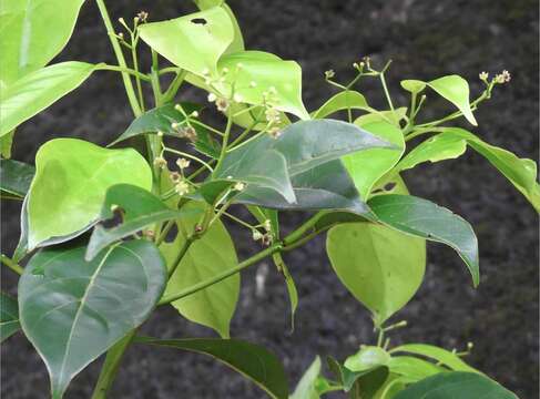 Image of Martaban Camphor Wood