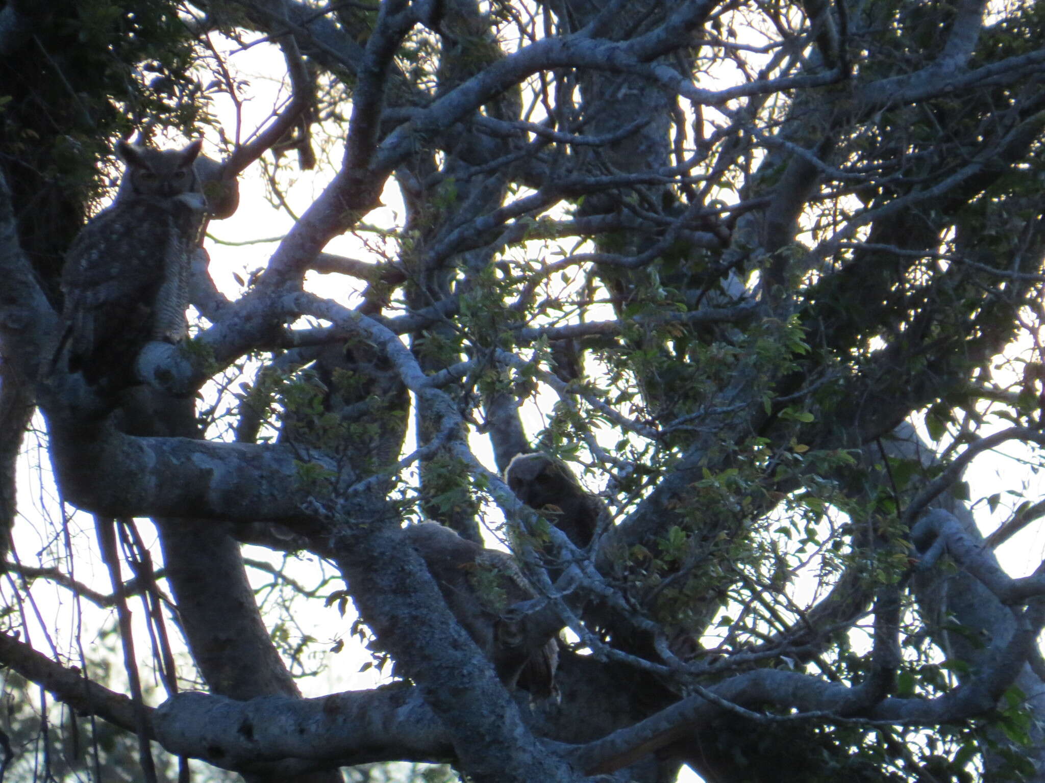 Image of South American Great Horned Owl