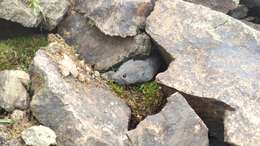 Image of European Snow Vole