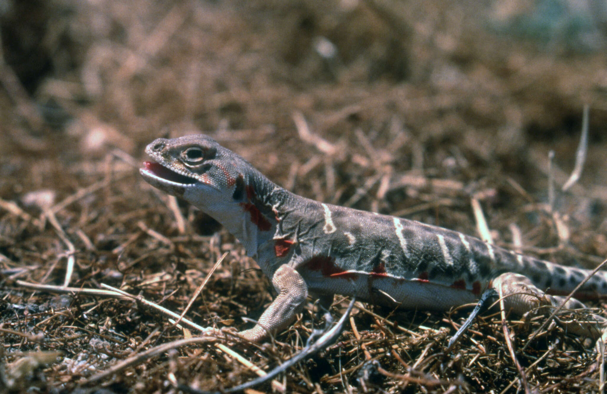 Image of Bluntnose Leopard Lizard