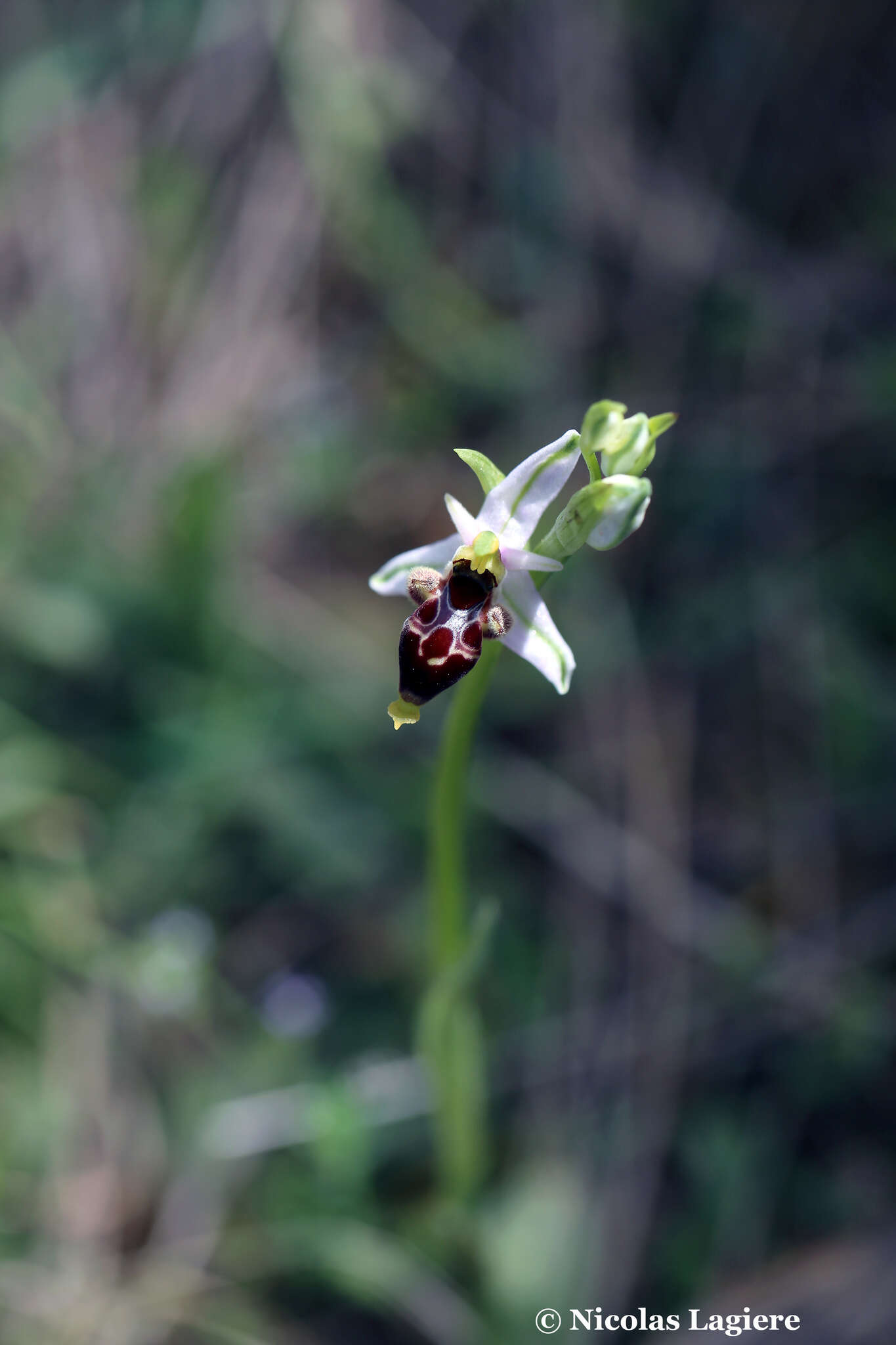 Image of Ophrys oestrifera subsp. bremifera (Steven) K. Richt.