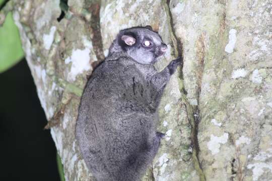 Image of scaly-tailed squirrel