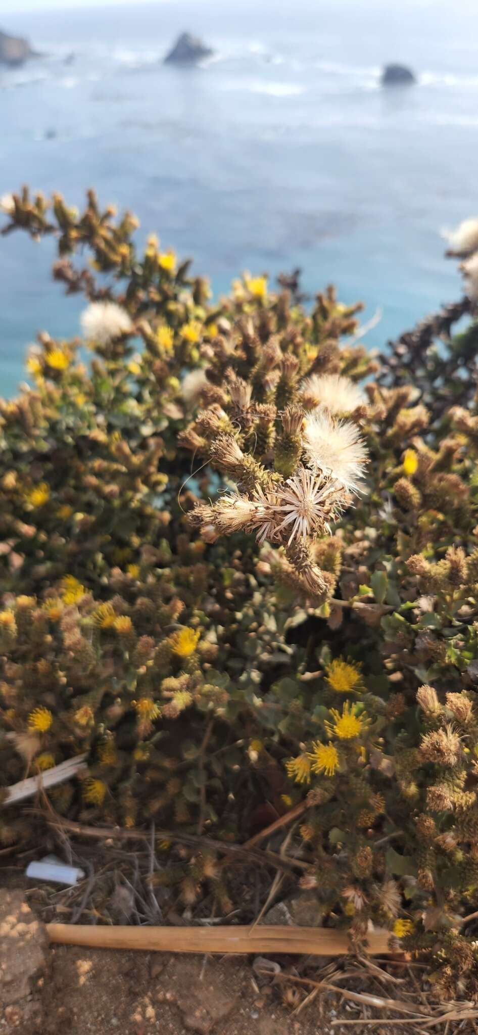 Image of Hazardia squarrosa var. squarrosa