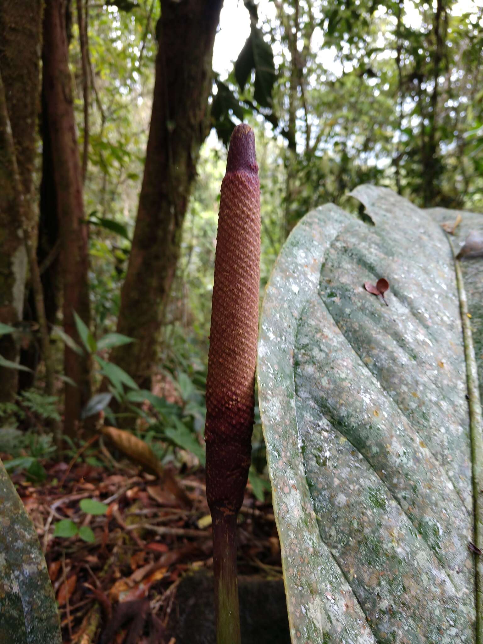 Image of Anthurium hacumense Engl.