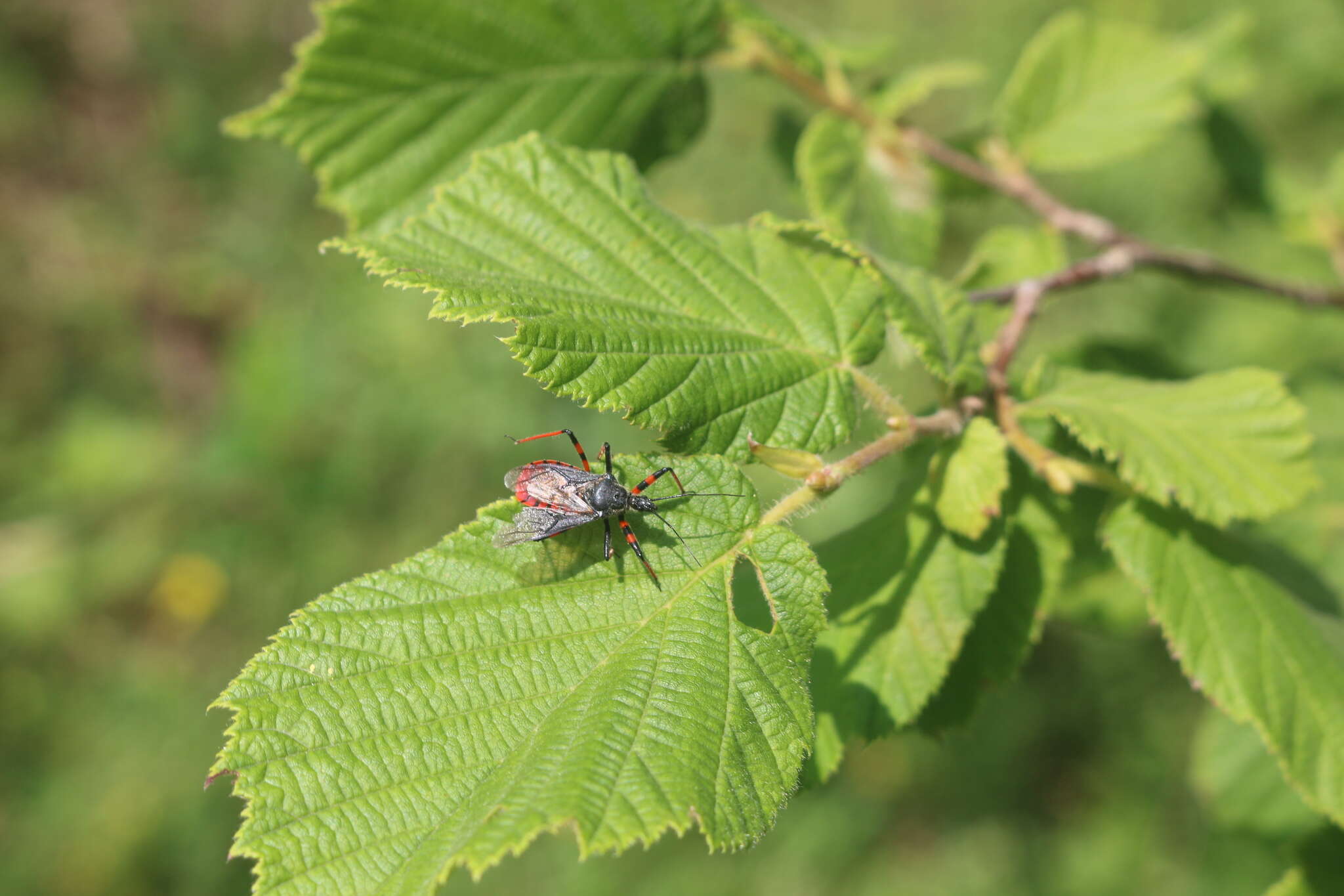 Plancia ëd Rhynocoris annulatus (Linnaeus 1758)