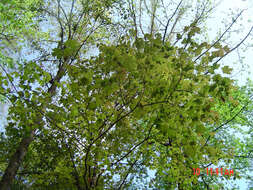 Imagem de Acer saccharum subsp. skutchii (Rehder) E. Murray