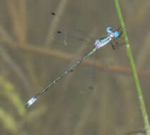 Image of Rainpool Spreadwing