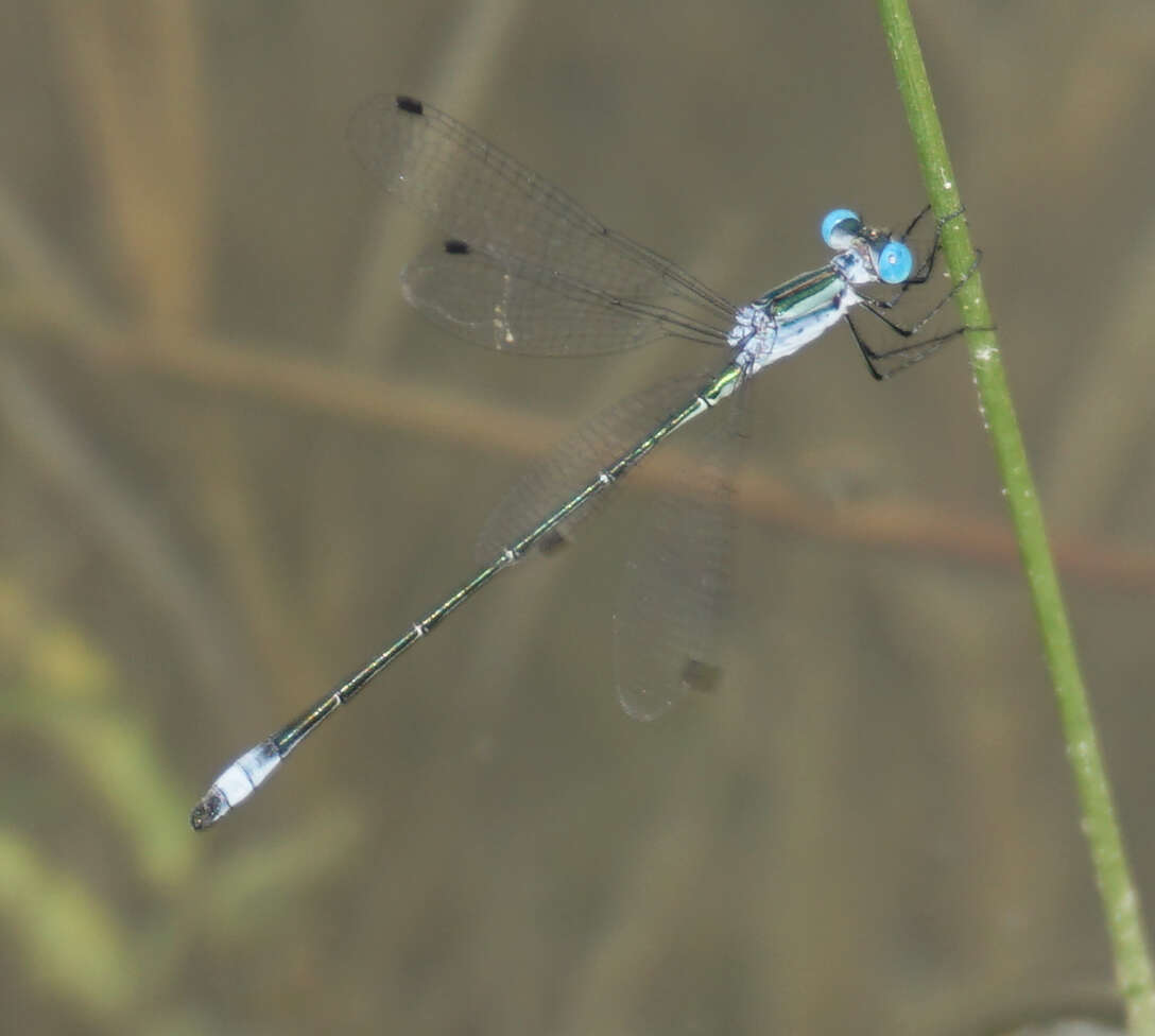 Image of Rainpool Spreadwing