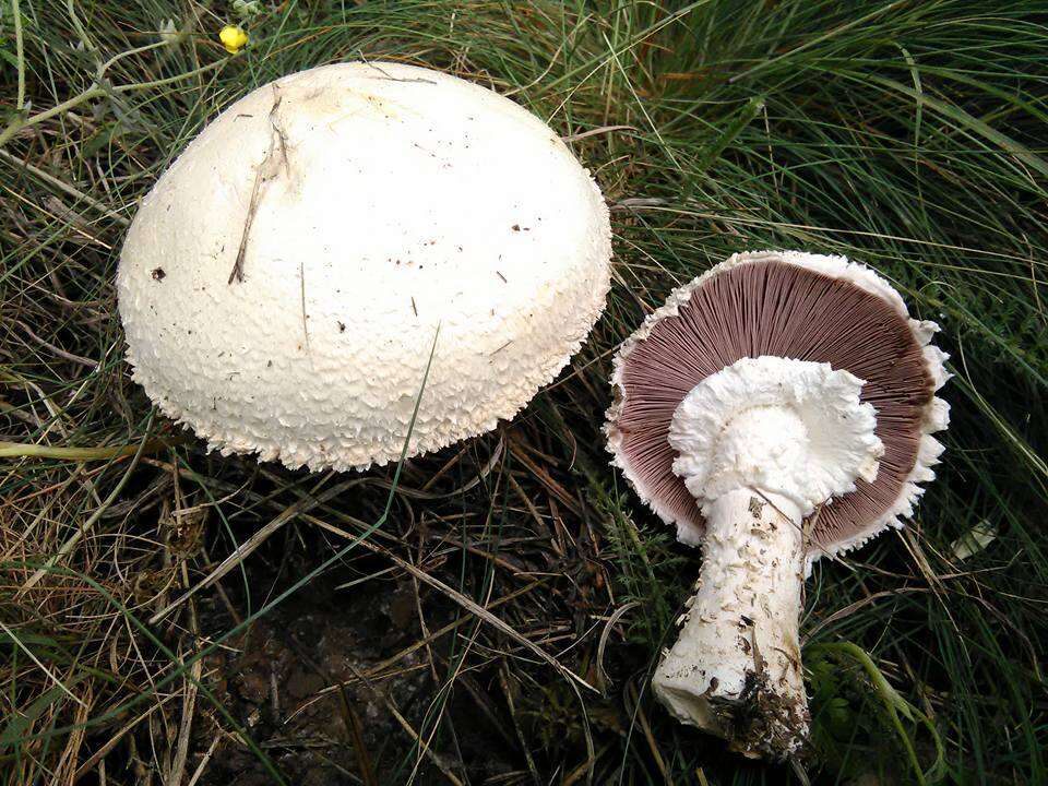 Plancia ëd Agaricus urinascens (Jul. Schäff. & F. H. Møller) Singer 1951