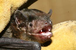 Image of Robust House Bat
