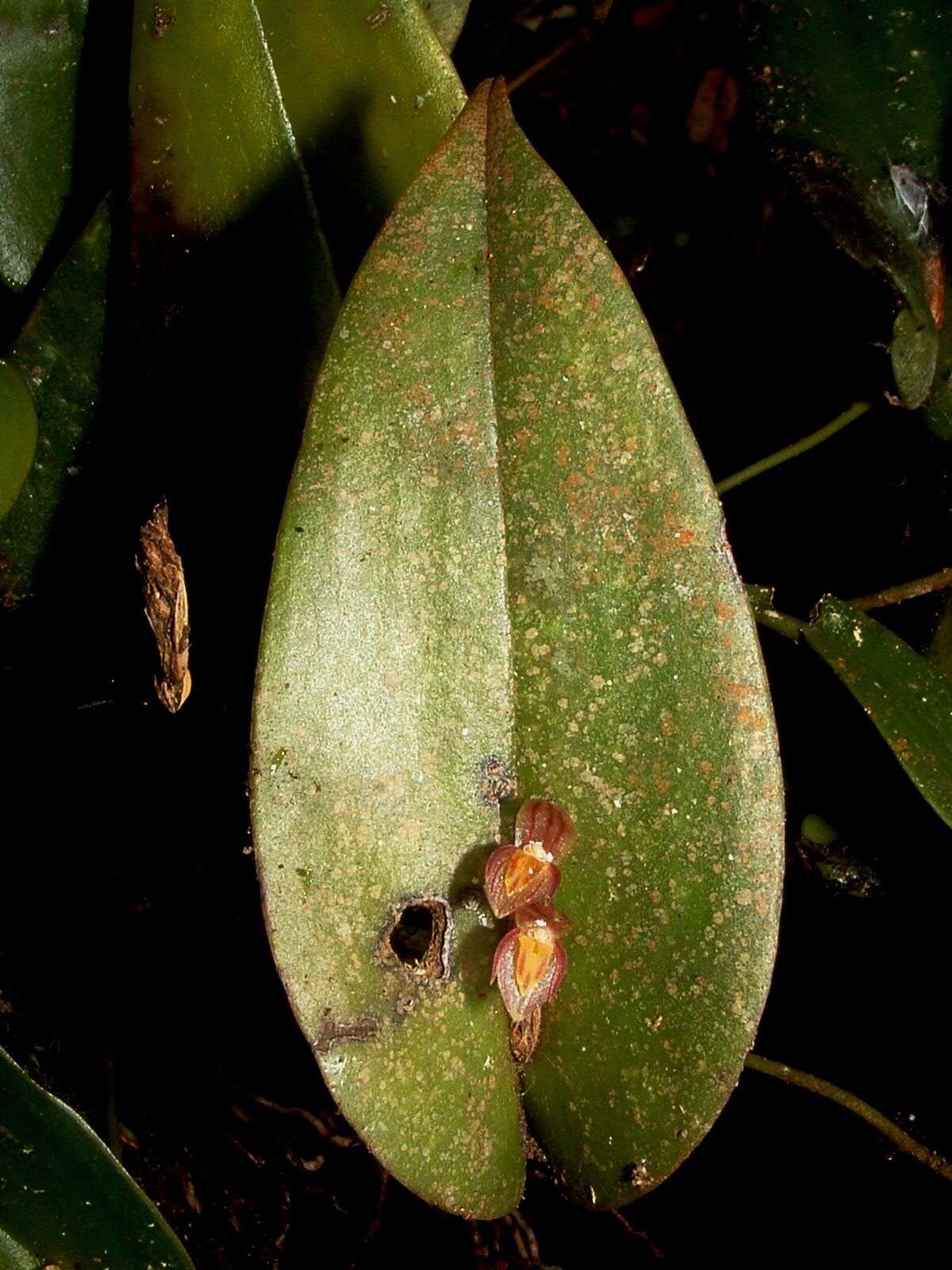 Image of Pleurothallis matudana C. Schweinf.