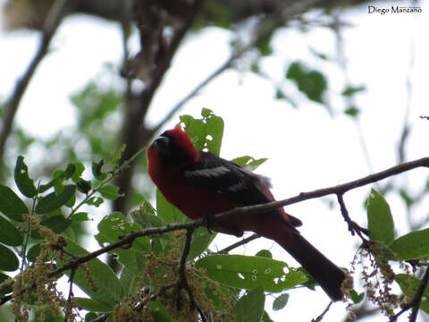 Image of White-winged Tanager