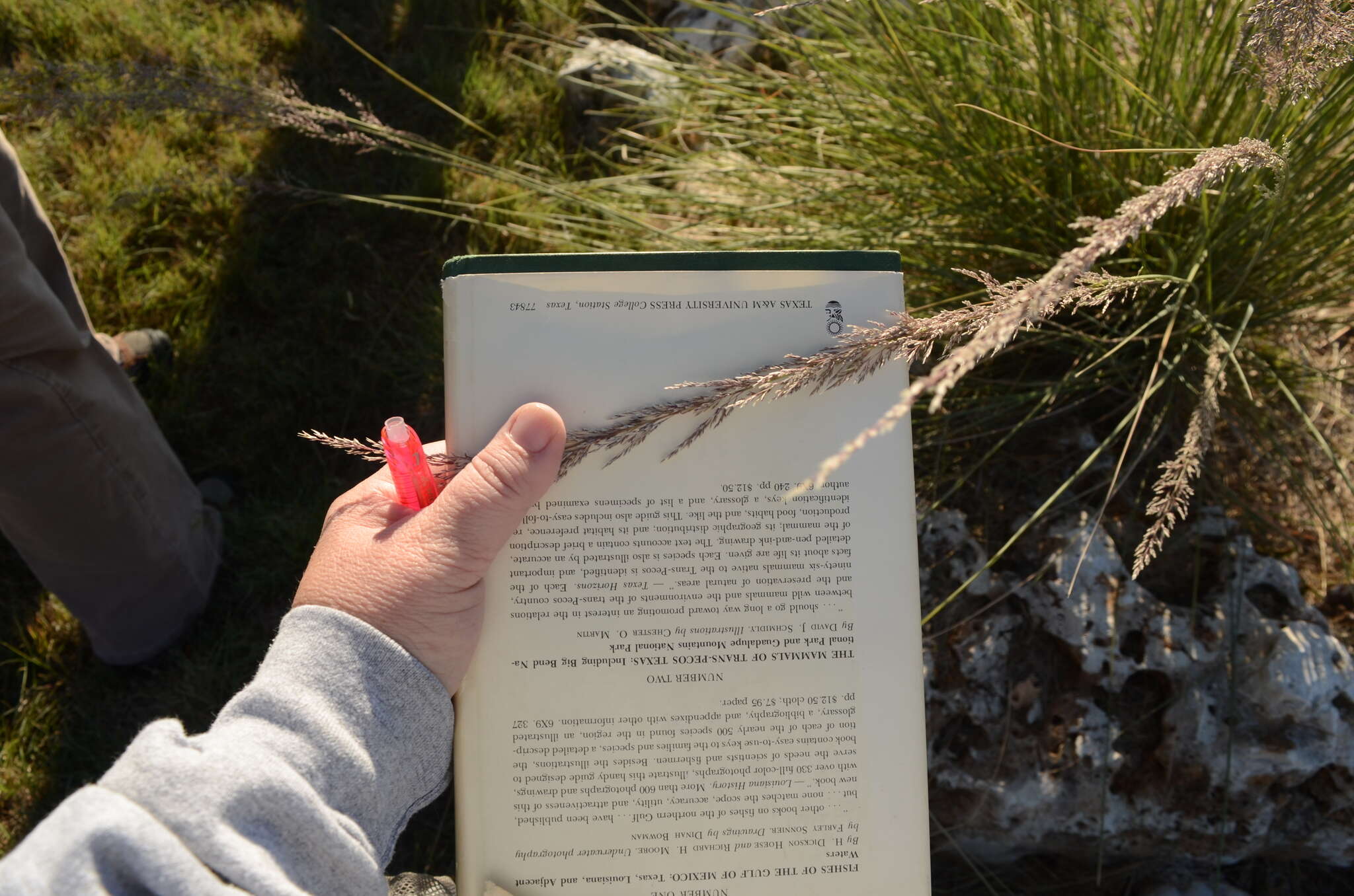 Plancia ëd Muhlenbergia lindheimeri Hitchc.