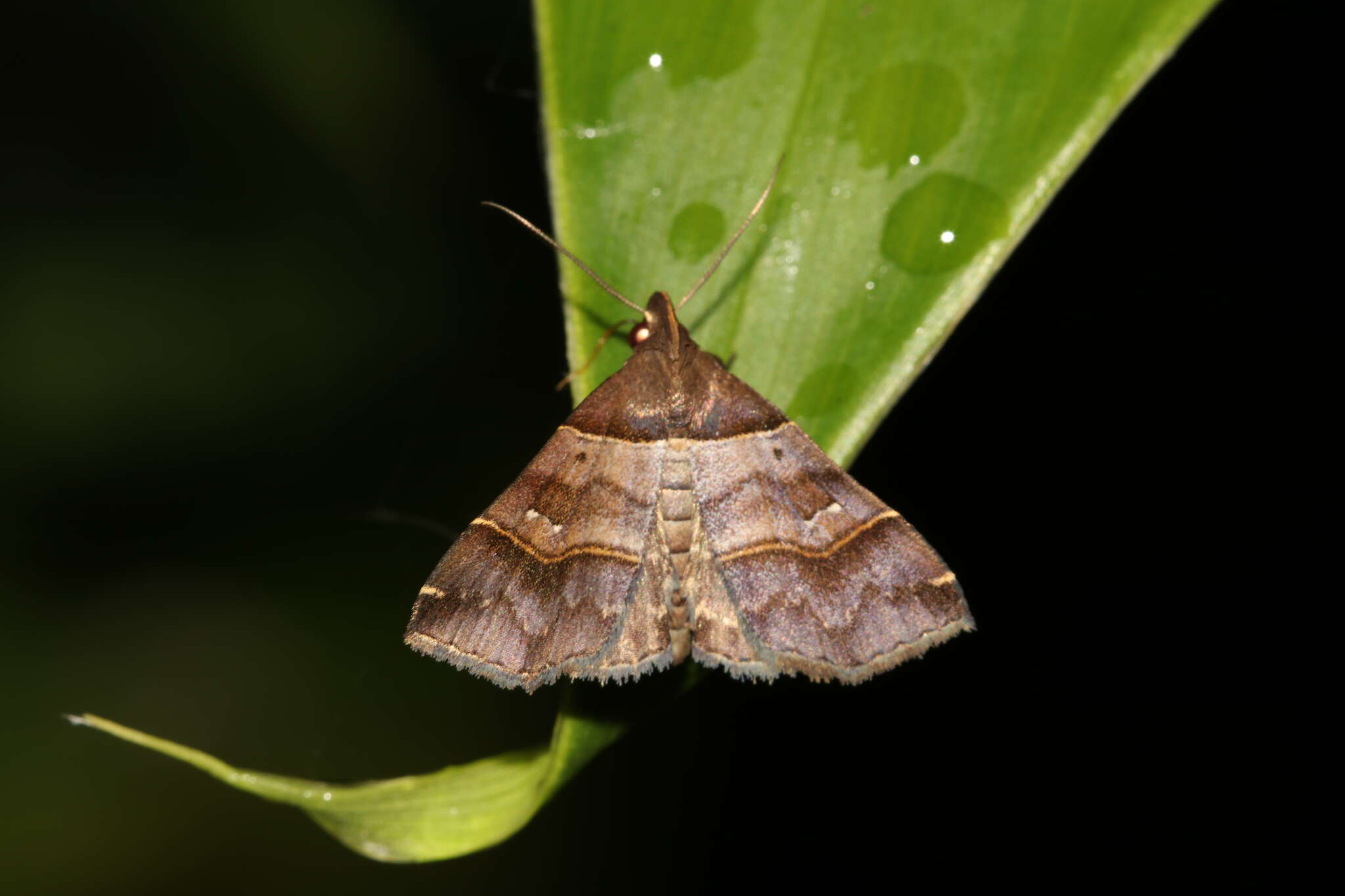 Image of Bertula kosemponica Strand 1922