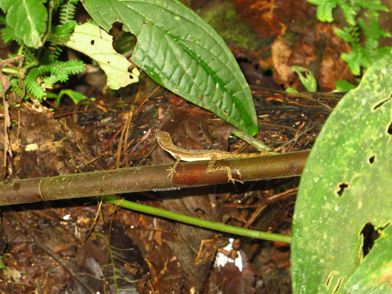 Image of Anolis limifrons Cope 1862