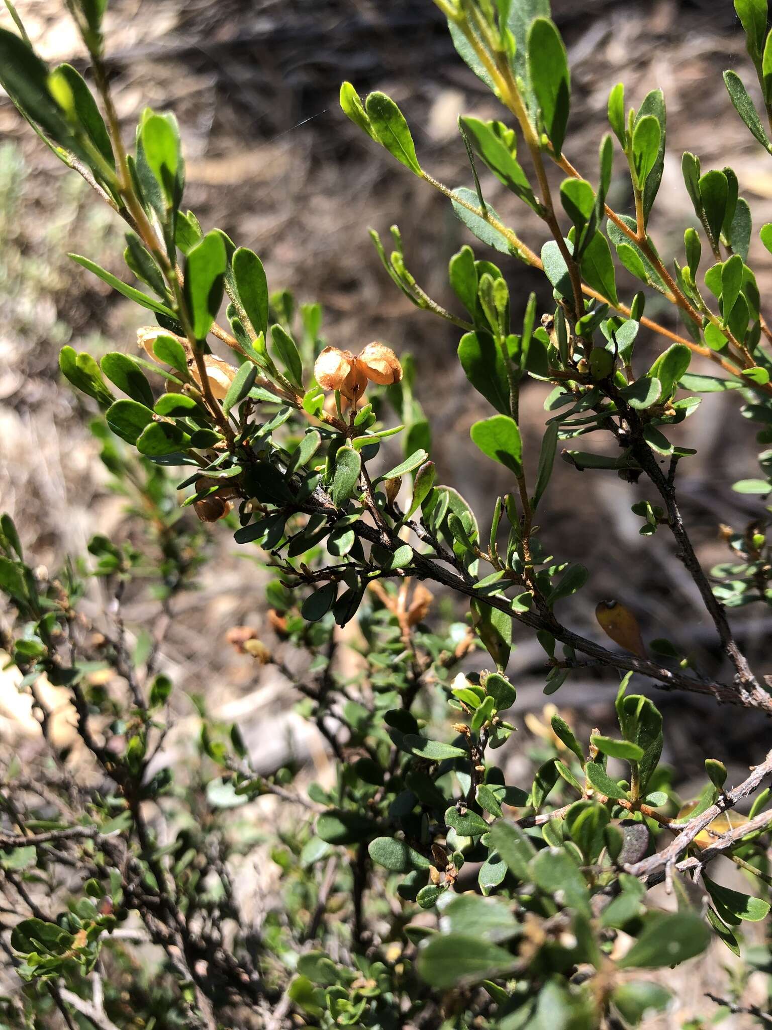 Image of Dodonaea bursariifolia F. Müll.