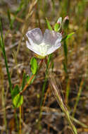 Plancia ëd Clarkia davyi (Jepson) H. & M. Lewis