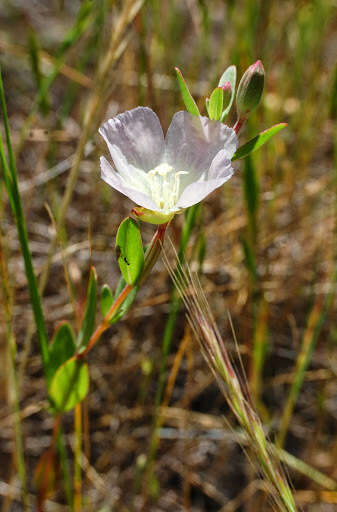 Plancia ëd Clarkia davyi (Jepson) H. & M. Lewis