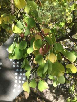 Image of Euphorbia californica Benth.