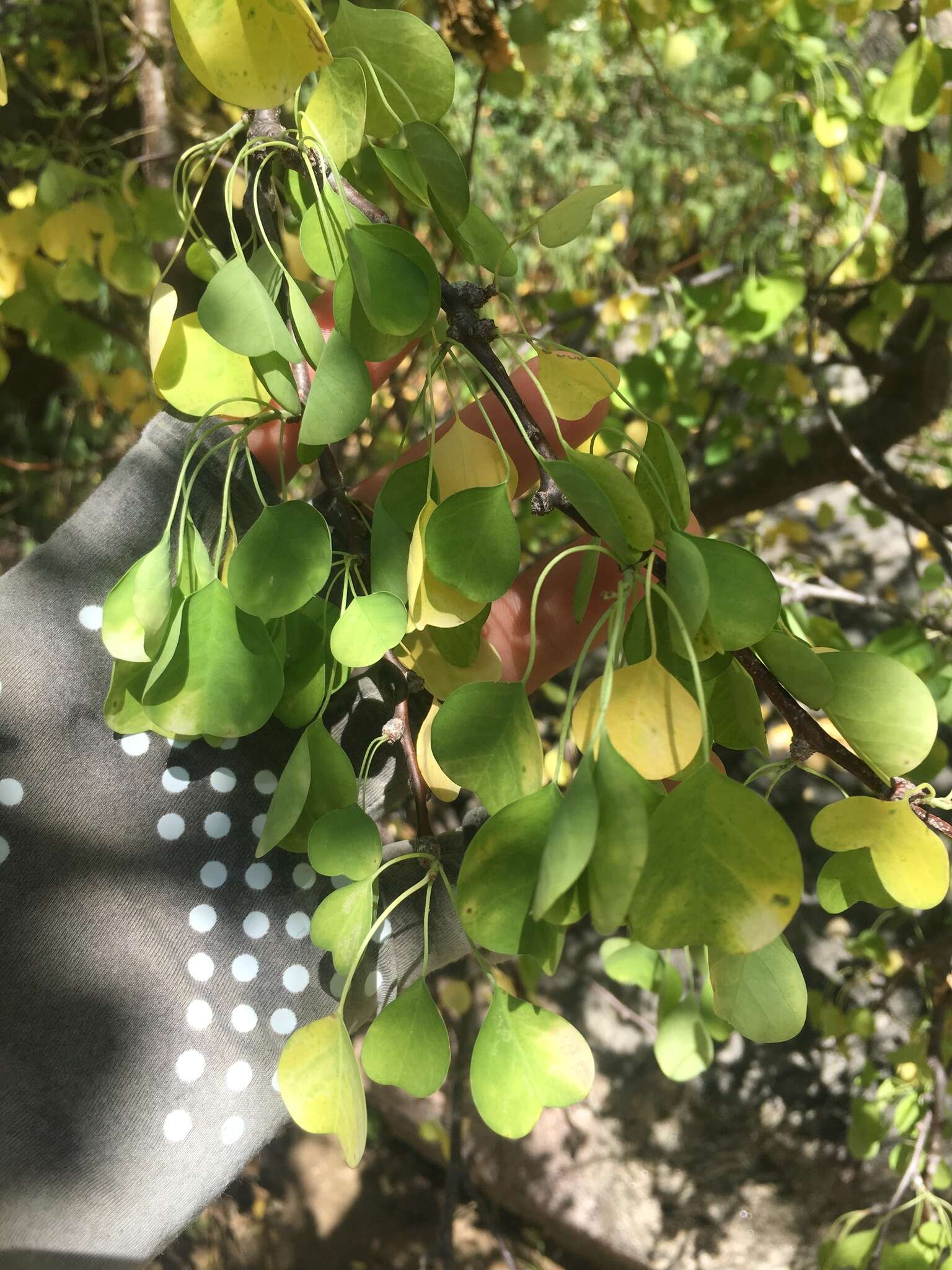 Image of Euphorbia californica Benth.